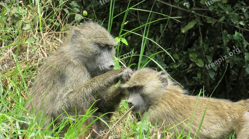 Ape Arusha National Park Tanzania Free Photos