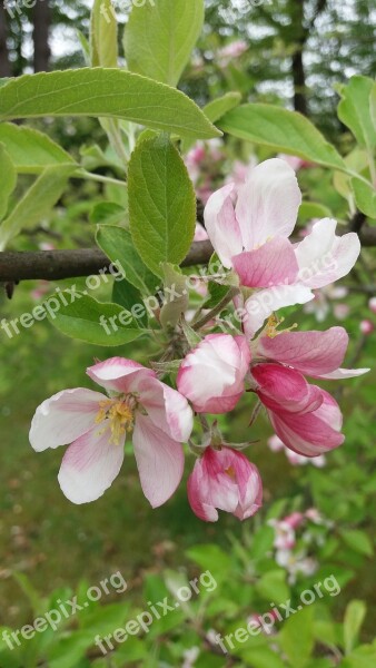 Pink Flowers Spring Bloom Nature Pink And White