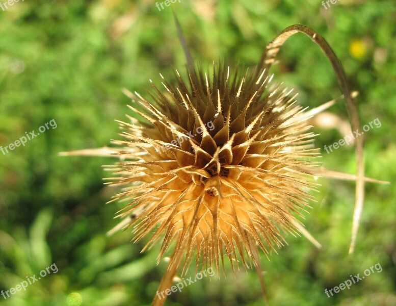 Thistle Prickly Plant Close Up Nature Prickly