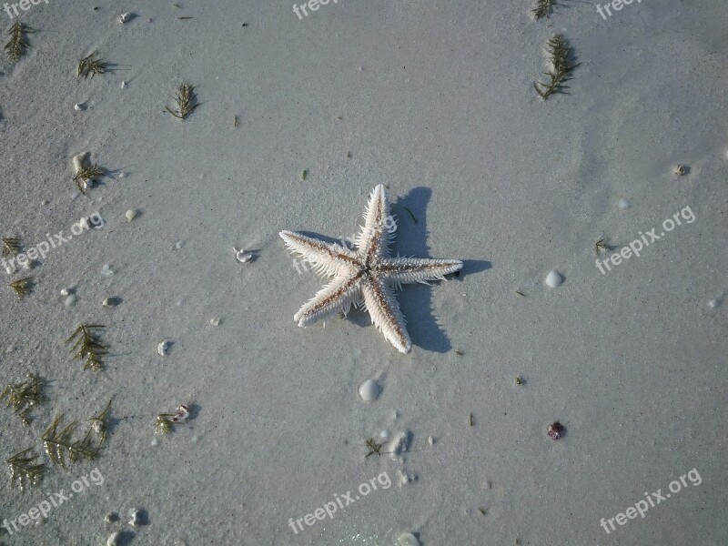 Starfish Beach Nature Seashore Life