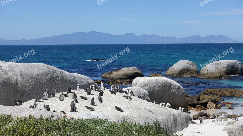 Penguin Sea View Sunshine Blue Sky Beach