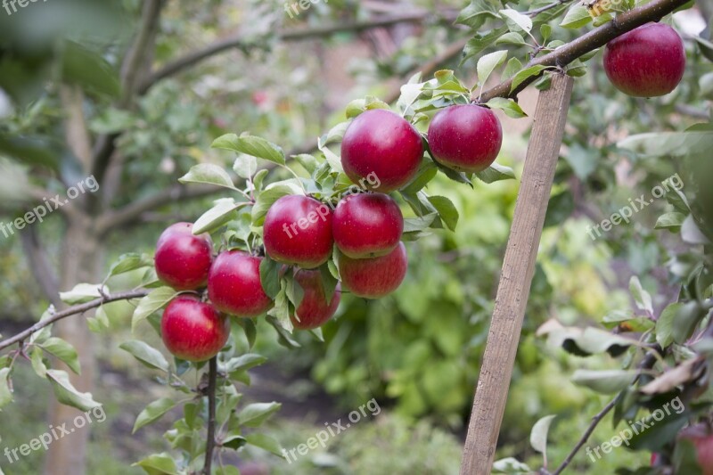 Garden Apples Fruit Apple Tree Fruity Garden