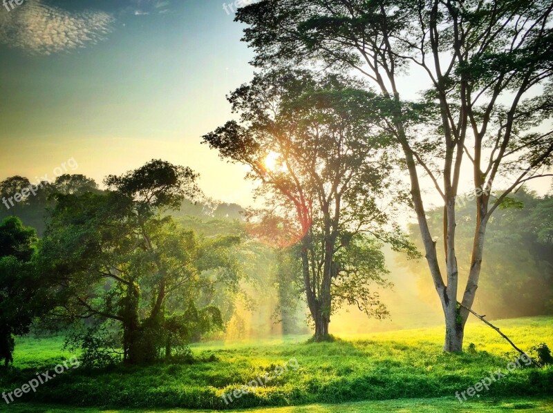 Morning Light Trees Nature Sunrise