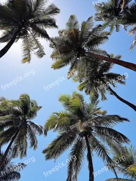 Coconut Trees Palm Trees Sky Free Photos