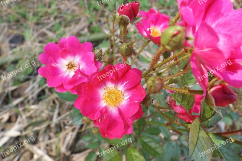 Rosa Plant Flower Color Pink Spring