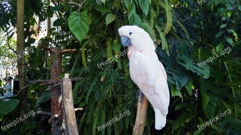 Parrot Parrots Animals Colorful Parrot Bird