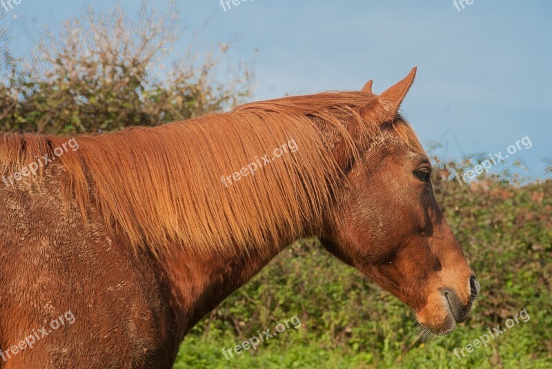 Horse Brown Horse Brown Animal Free Photos