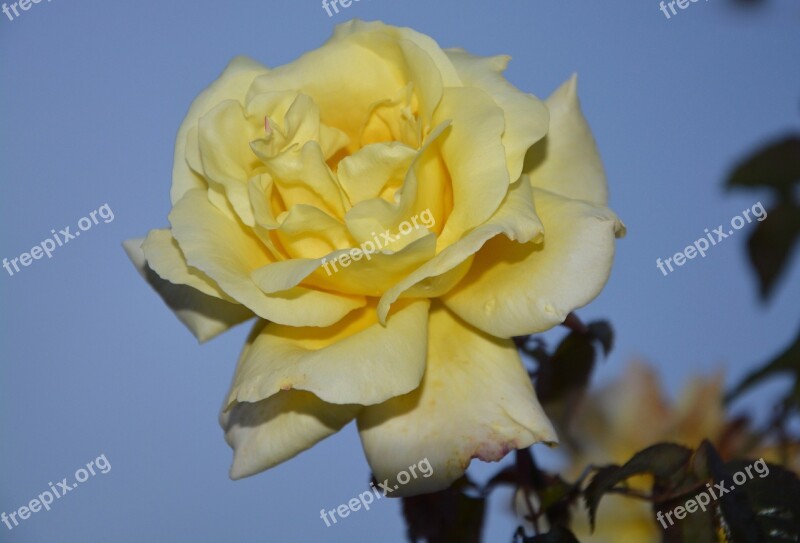 Flower Pink Yellow Rose Rosebush Yellow Flower