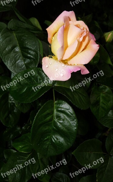 Raindrops Peace Rose Garden Flower Free Photos