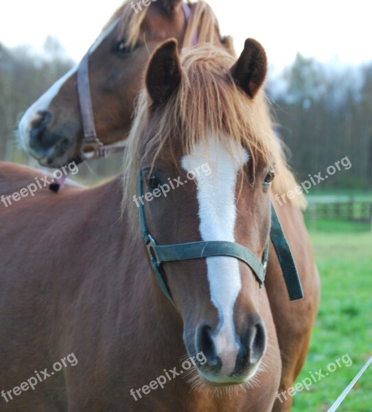 Animals Horses Pferdeportrait Friendship Two