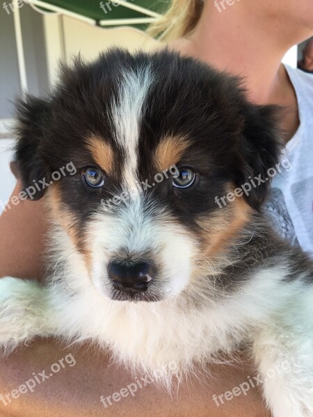 Australian Sheperd Puppy Dog Tenderness Sweet