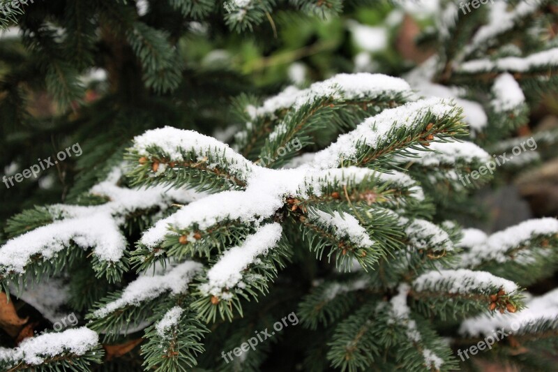 Snow The First Snow Spruce Christmas Tree Nature