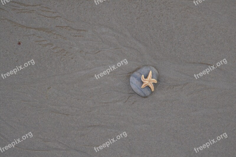 Starfish Beach Stone Still Life Sea