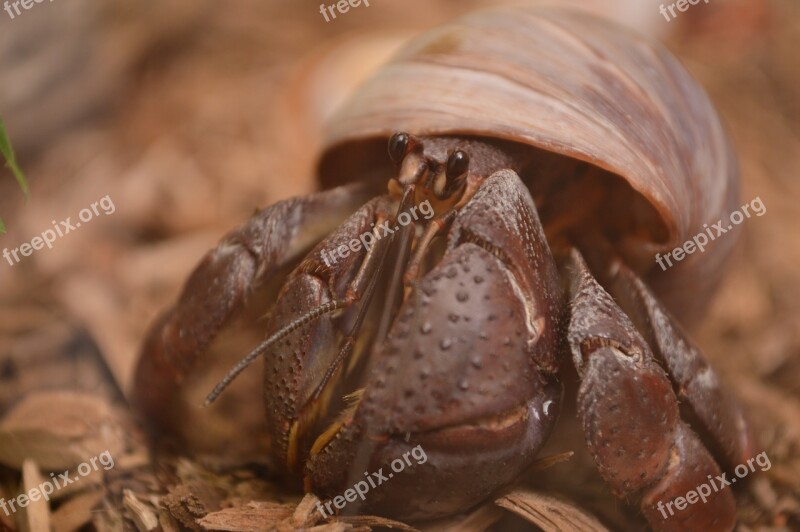 Hermit Crab Crab Pet Hermit Shell