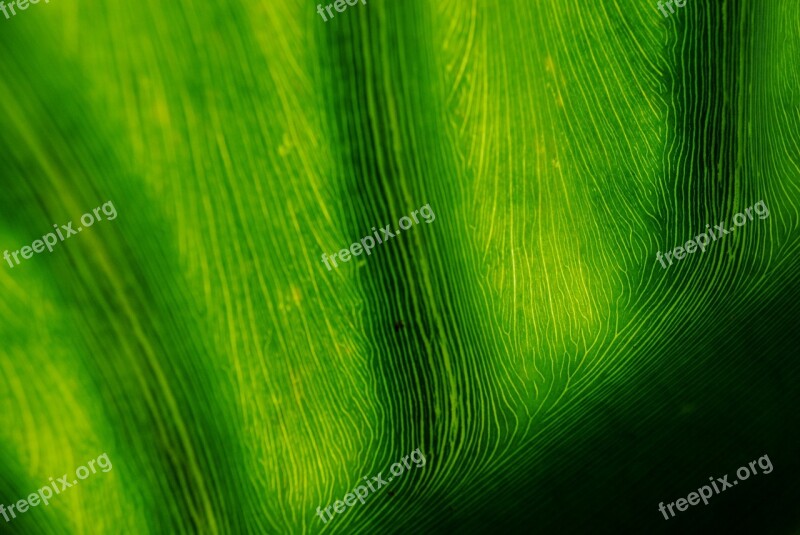 Leaf Banana Leaf Green Nature Macro