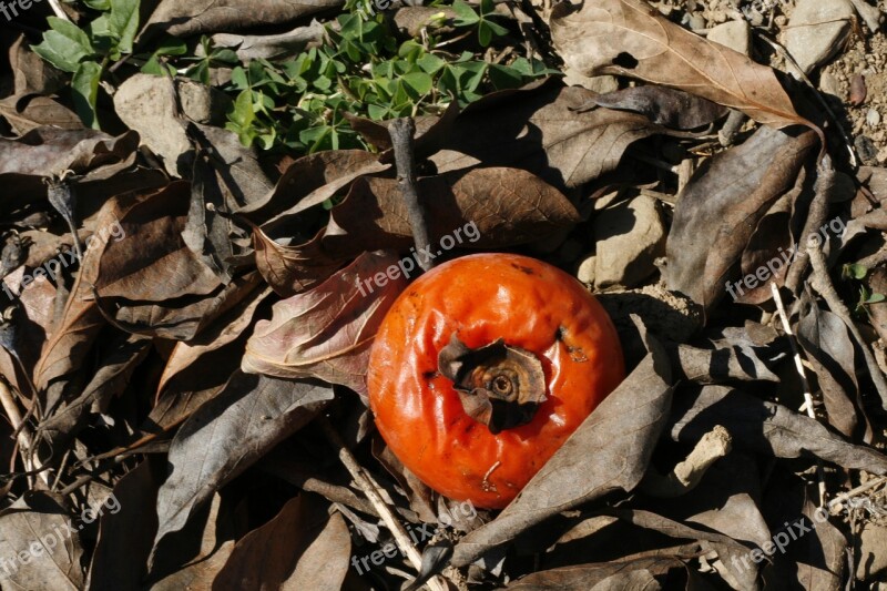 Persimmon Dried Persimmon Fruit Autumn Autumn Landscape