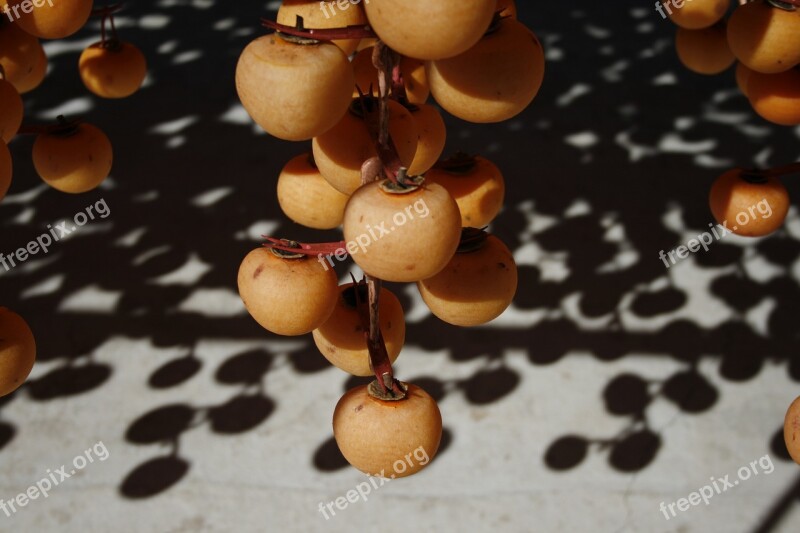 Persimmon Dried Persimmon Fruit Autumn Autumn Landscape