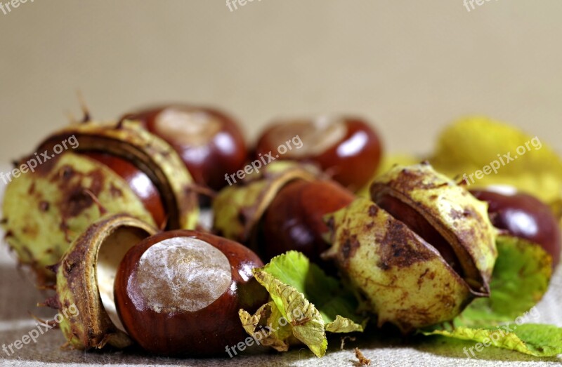 Autumn Chestnuts Horse Chestnut Dry Leaves Spikes