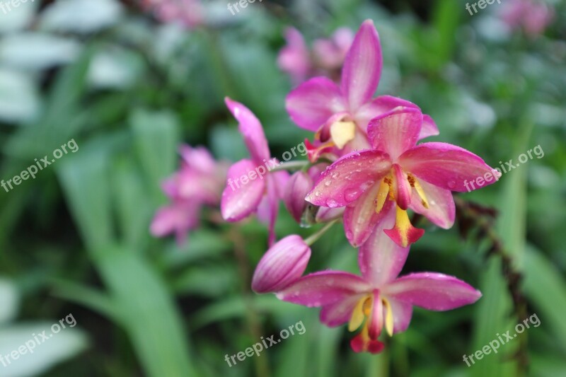 Plant Ornamental Kind Of Wood Orchid Free Photos