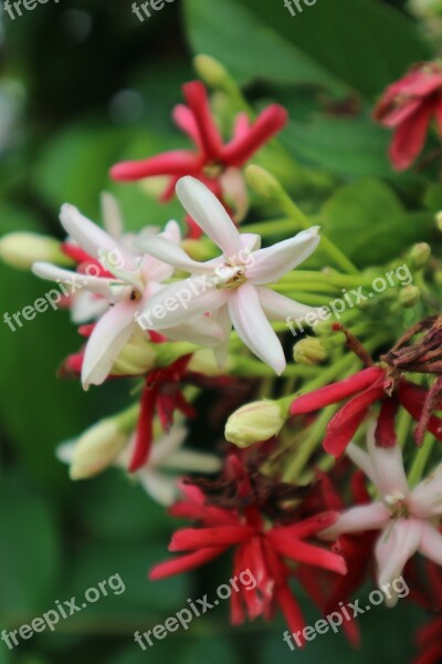 Fingernail Flowers Red Free Photos