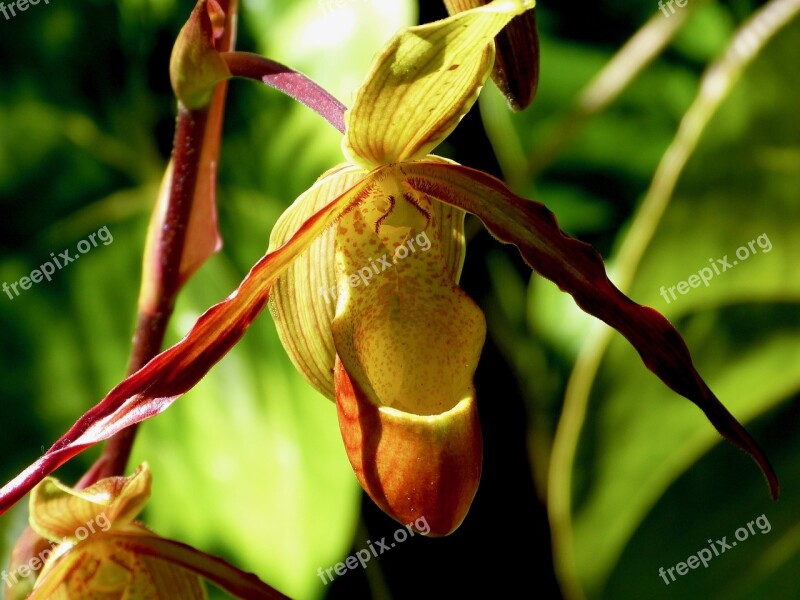 Orchid Flower Reunion Island Nature Flowers Orchid