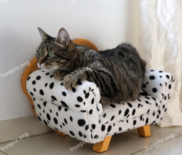 Cat Tiger Tigerle Sofa Couch