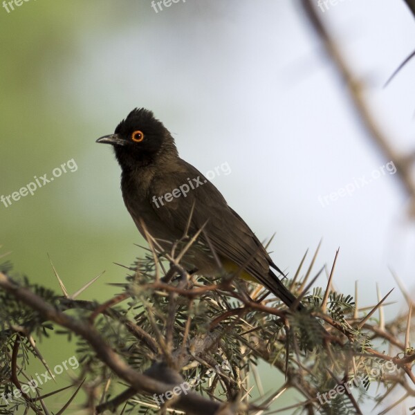 Black Bird Tropic Bird Desert Bird World Animal