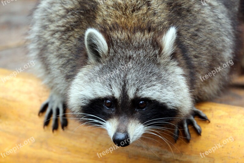 Raccoon Animal Nature Mammal Furry