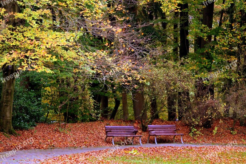 Autumn Bank Benches Leaves Forest