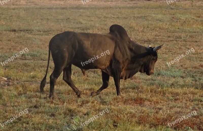 Bull Ox Bovine Zebu Cattle