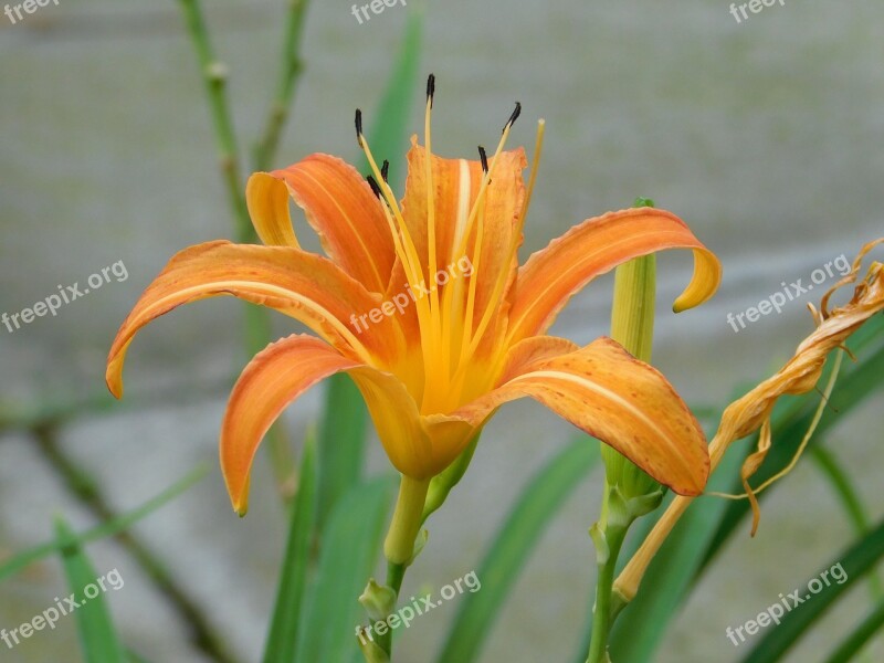 Flower Nature Wild Flowers Petals