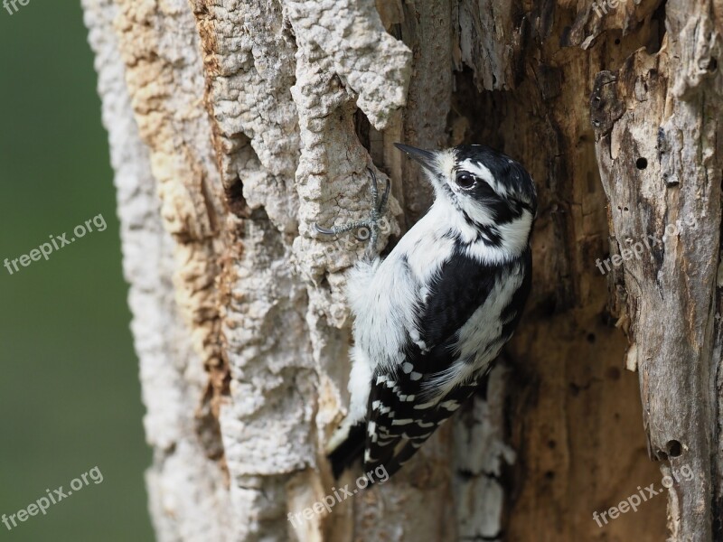 Downy Woodpecker Dryobates Pubescens Bird Free Photos