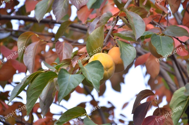 Tree Khaki Autumn Free Photos