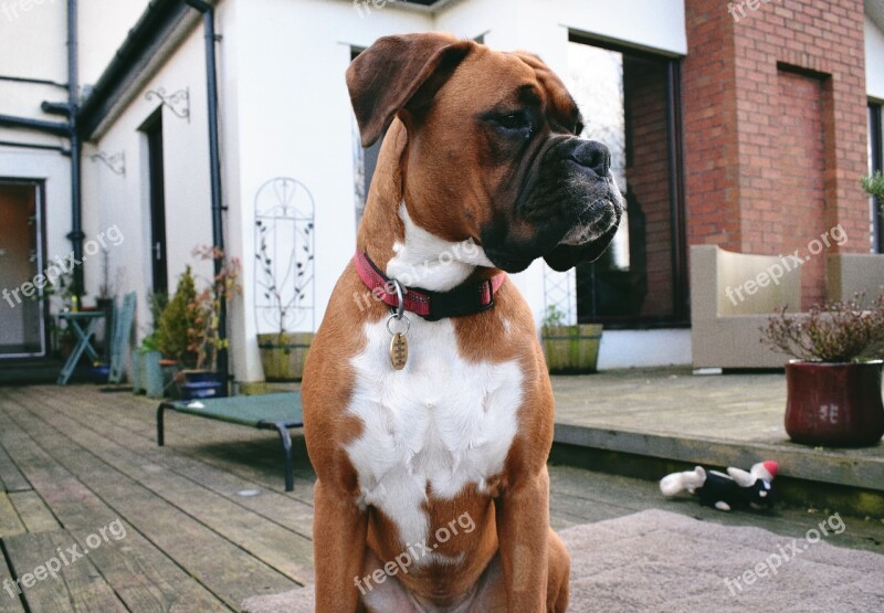 Boxer Dog Black Mask Free Photos