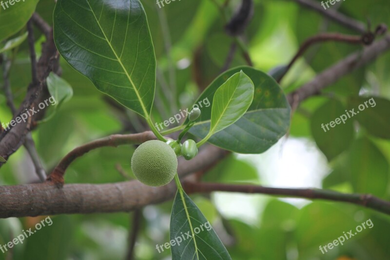 Jackfruit United Jackfruit Free Photos