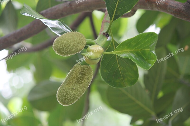 Jackfruit Free Photos