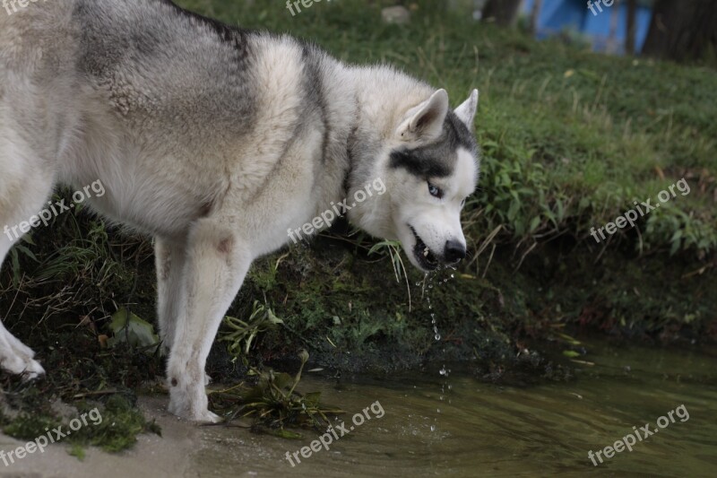 Husky Pam Busy Free Photos