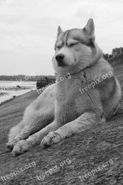 Husky Water Dream Free Photos