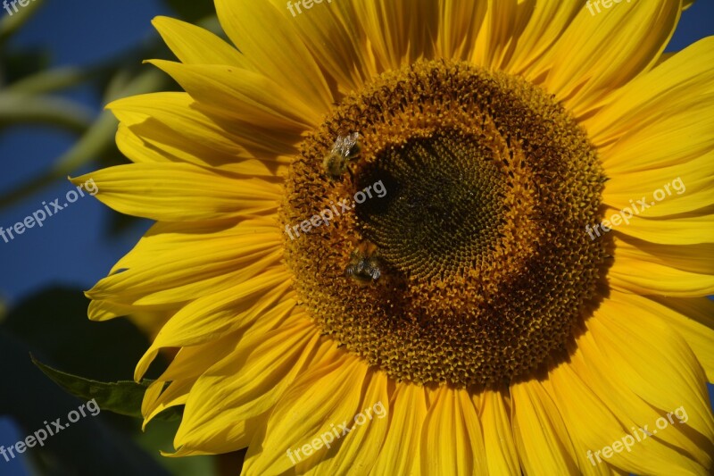 Insect Garden Summer Nature Free Photos