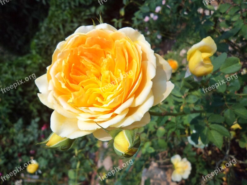 Tree Flowers Rose Nature Yellow