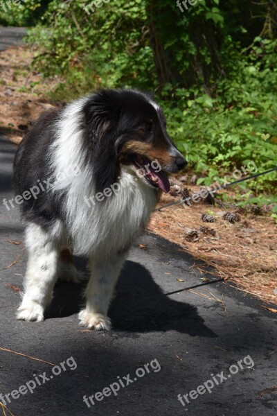 Shetland Sheepdog Dog Sheepdog Animal Shetland