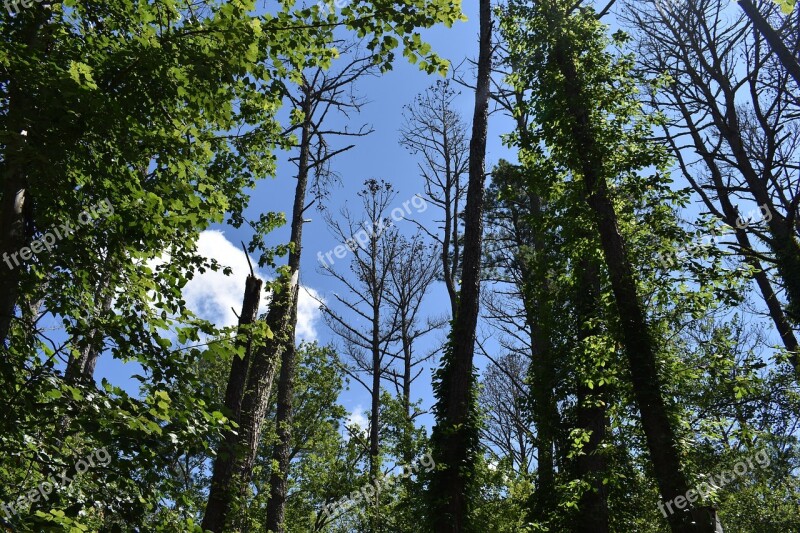 Trees Sky Assateague Island Virginia Nature