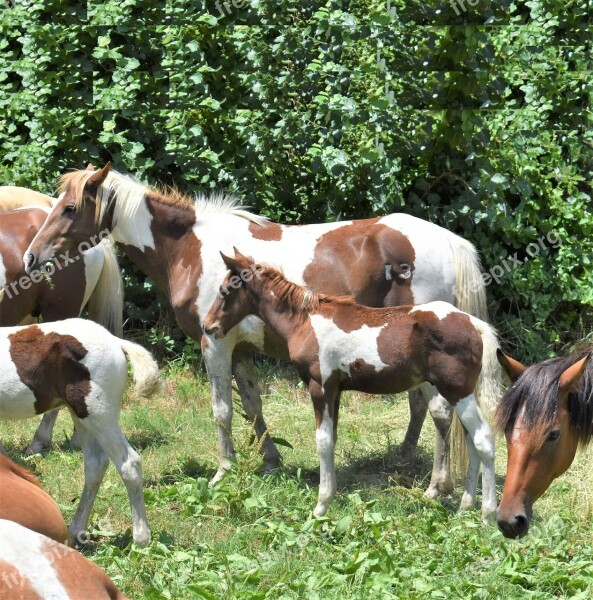 Pony Chincoteague Pony Pony Penning Wild Pony Roundup Horse