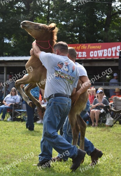 Pony Chincoteague Pony Pony Penning Rearing Pony Free Photos