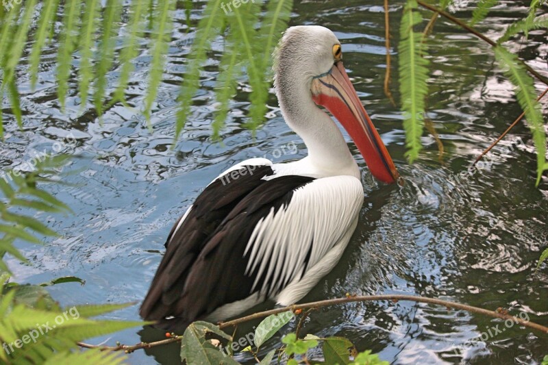 Nature Bird Feathered Race Birds Nature Pelican