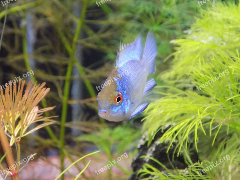 Small Fish Apistogramma Of Ramirezi Electric Blue Aquarium Cichlid Free Photos