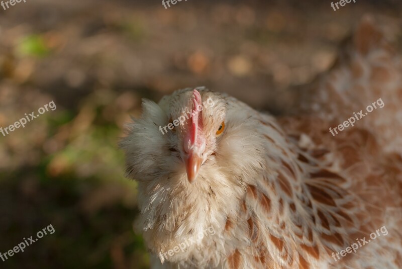 Hen Backyard Look Close-up Nature