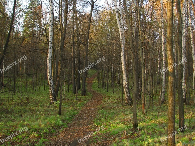 Forest Birch Christmas Tree Golden Autumn Sunny Day