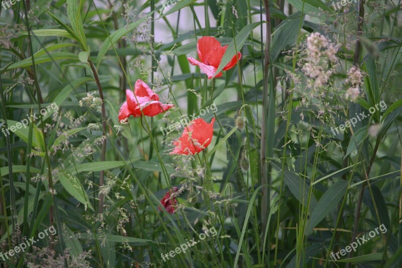 Nature Flowers Wild Flowers Garden Nature Flower