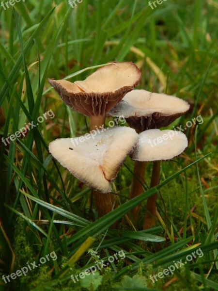 Mushrooms Autumn Grass Green Nature Agaric